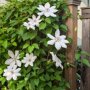 Ecostyle Klimplanten-AZ